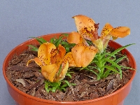 Lilium dauricum rebunense